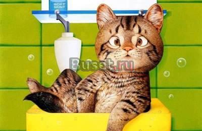 Котята Санкт-Петербург