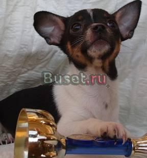 Чихуахуа гл.ш щенки (есть мини) Москва