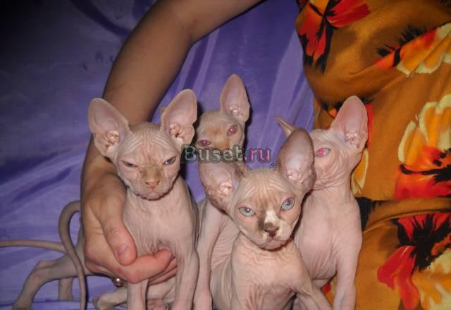 Котята Кимры