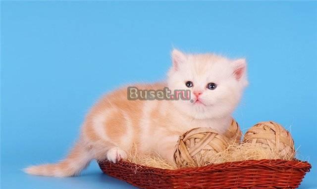 Красный серебристый мраморный  британский котенок Москва