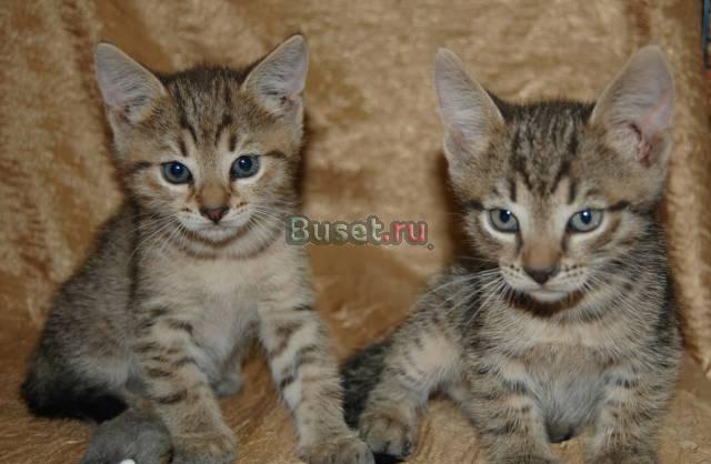 Кошачьи малыши Винтик и Шпунтик в добрые руки Москва