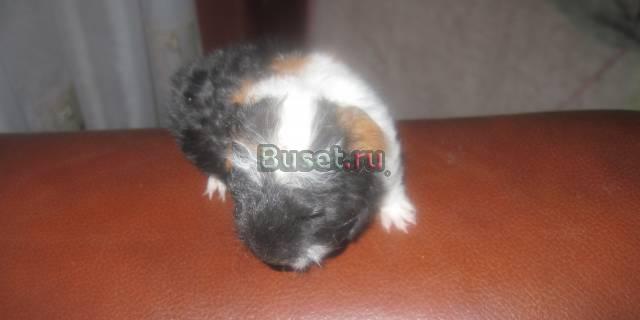 Малыш породы коронет Москва