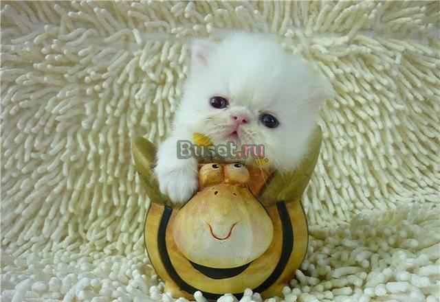 Персидские котята Белгород