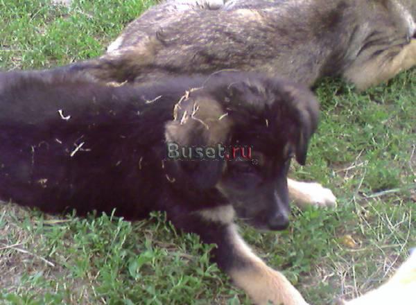 В добрые руки Волгоград