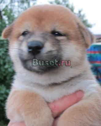 Шиба ину щенки из питомника РКФ Москва