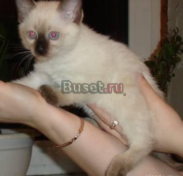 Сиамские котята Москва
