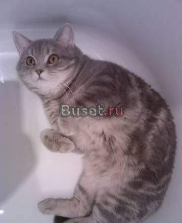 Британца в хорошие руки Москва