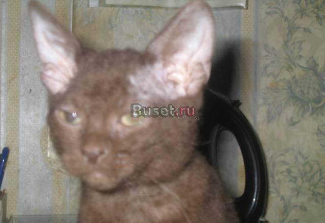 Котенок Москва