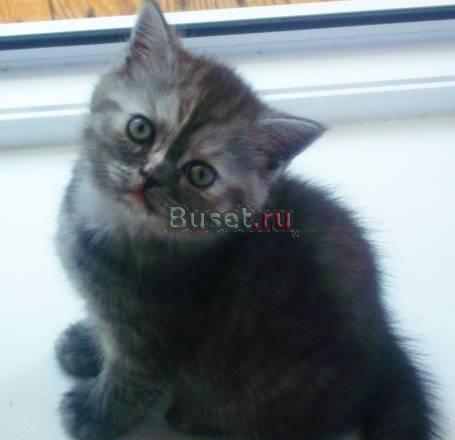 Милые британские котята Казань