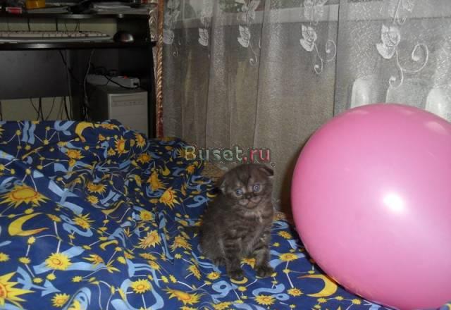 Котята Великий Новгород