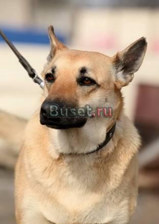 Отличная охранница ищет достойный дом Санкт-Петербург