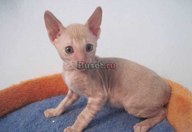 Котята корниш-рекс, 2 кошки, 1 кот. 8.05.2010г Челябинск