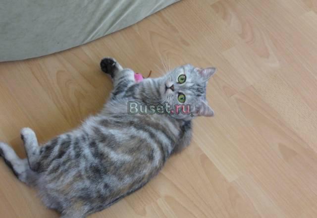 Британская кошка ищет кота для вязки Белореченск