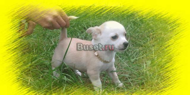 Очаровашки-Чишки Ногинск
