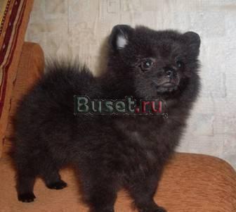 ЩенкИ карликового померанского шпица РЕДКИХ ОКРАСОВ. Москва
