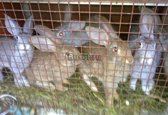 Кролики Ярославль