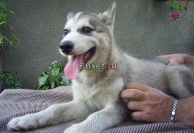 Сибирский  хаски Воронеж