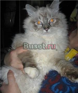 Котята  породы рэгдолл (Кошка Кукла) Москва
