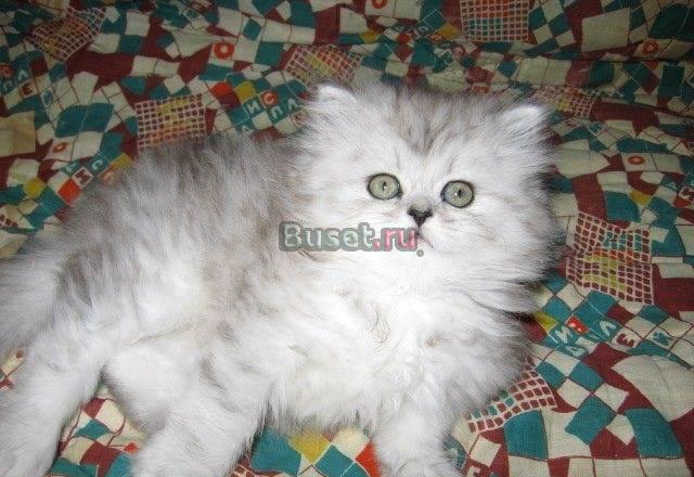 Персидские и экзотические котята и подрощенные Москва