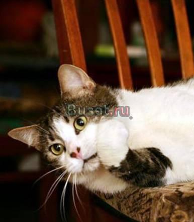 Котик-счастье, котик-мечта Санкт-Петербург