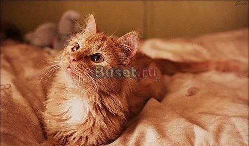 Котенок (мальчик) 3 месяца Нижний Новгород