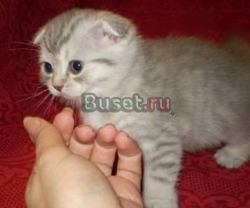 Шотландские фолд и страйты Всеволожск