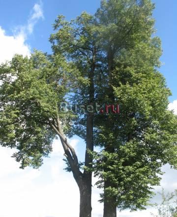 25 соток в деревне Ярославское шоссе 60 км Москва