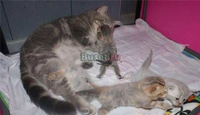 Перспективные шотланские котята Москва