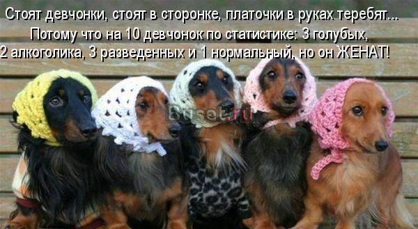 Такса  карликовая  длинношерстная Москва