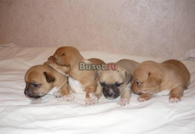 Щенки Воронеж