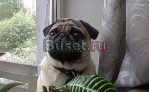 Отель васька Санкт-Петербург