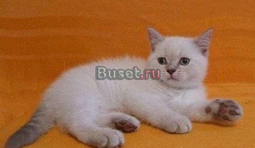 Лиловый линкс-пойнт кошечка скоттиш-страйт Санкт-Петербург
