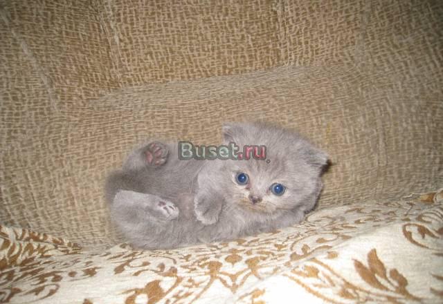Британские котятки м. Ясенево Москва