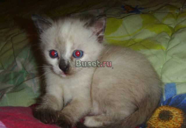 Отдам в добрые руки Москва