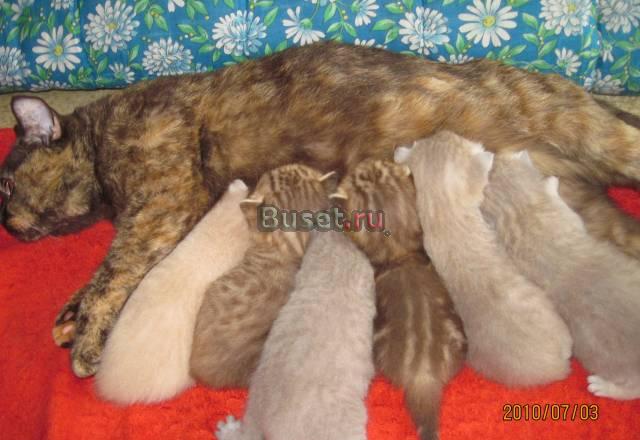 Продам британских котят Новосибирск