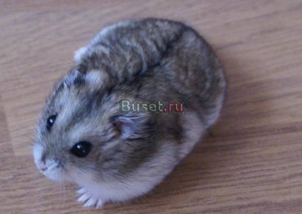 Джунгарик с клеткой Санкт-Петербург