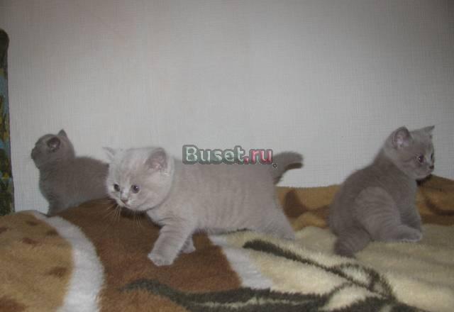 Британские плюшевые котята Вологда