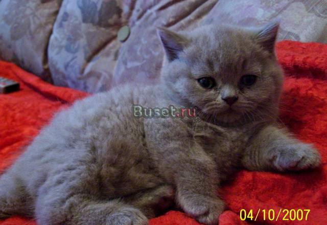Продам британских котят Барнаул