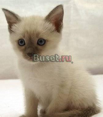 Котята тайские и сиамские Москва