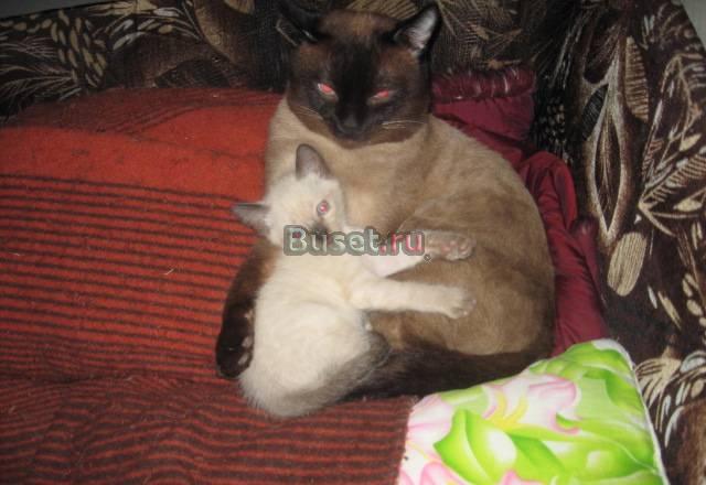 Сиамские котятки Новосибирск