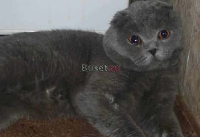 Вязка . Голубой шотландский вислоухий кот Москва