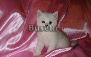 Британские и Шотландские вислоухие котята Москва