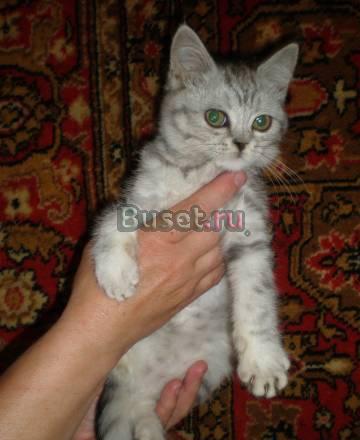 Британский котёнок вискасного окраса Москва