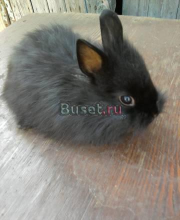Продам пуховых кролят Нижний Новгород