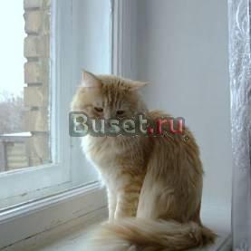 Кот ищет кошечку для вязки Москва