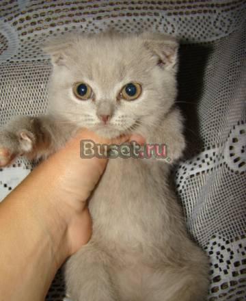Шотландские котята(скоттиш-фолд,скоттиш-страйт) Москва