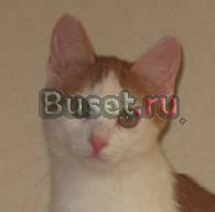 Рыжий-рыжий конопатый котёнок в дар Москва