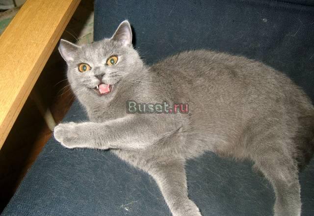 Кошечка здорова, игрива, умна Санкт-Петербург