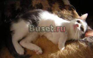 Отдам котёнка, девочка 3 недели Новосибирск