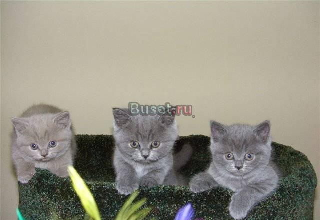 Британские котята. Родословная 100 Bri Москва